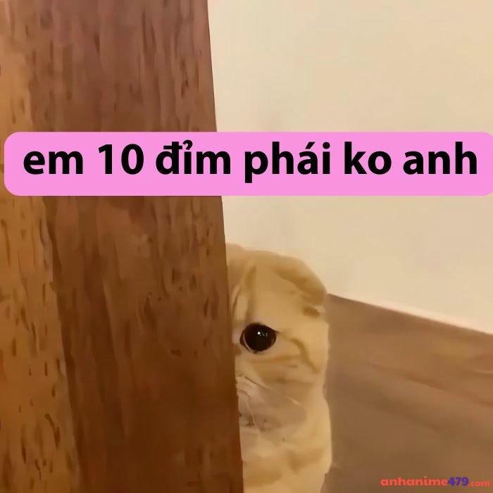 10 điểm meme dễ thương