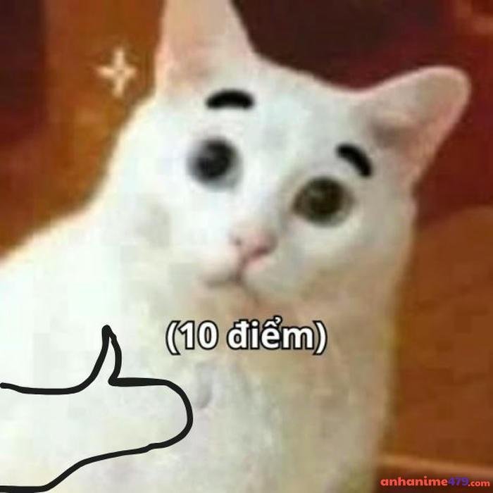 10 điểm meme mèo trắng