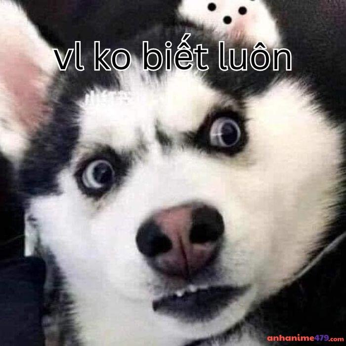 ai biết gì đâu meme hài nhất chó