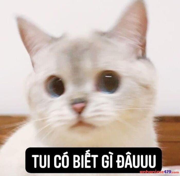 ai biết gì đâu meme top hài