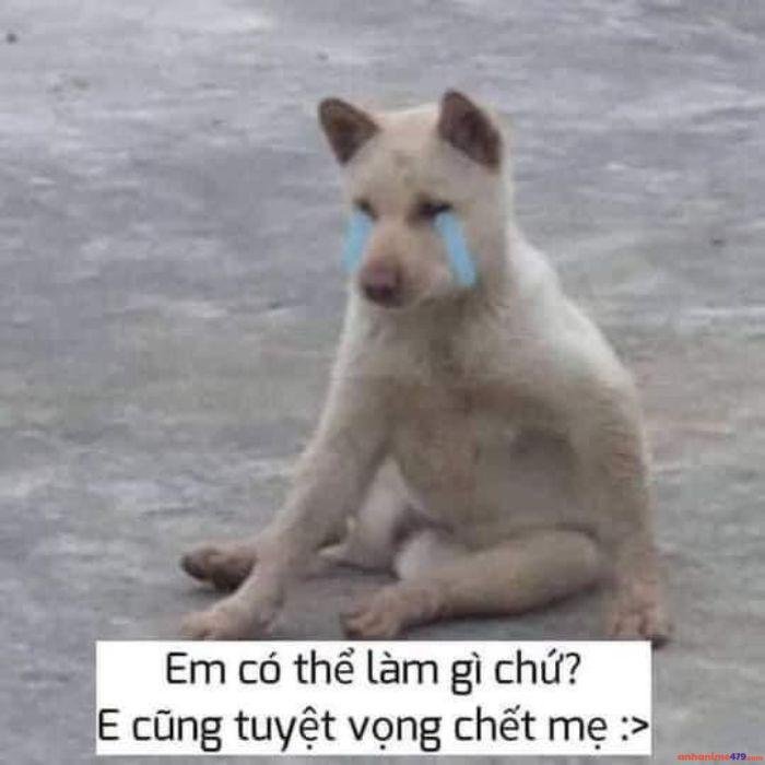 ảnh chế meme quê chó