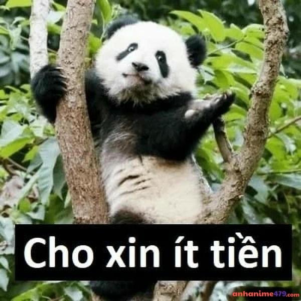 ảnh chế meme xin tiền siêu hài