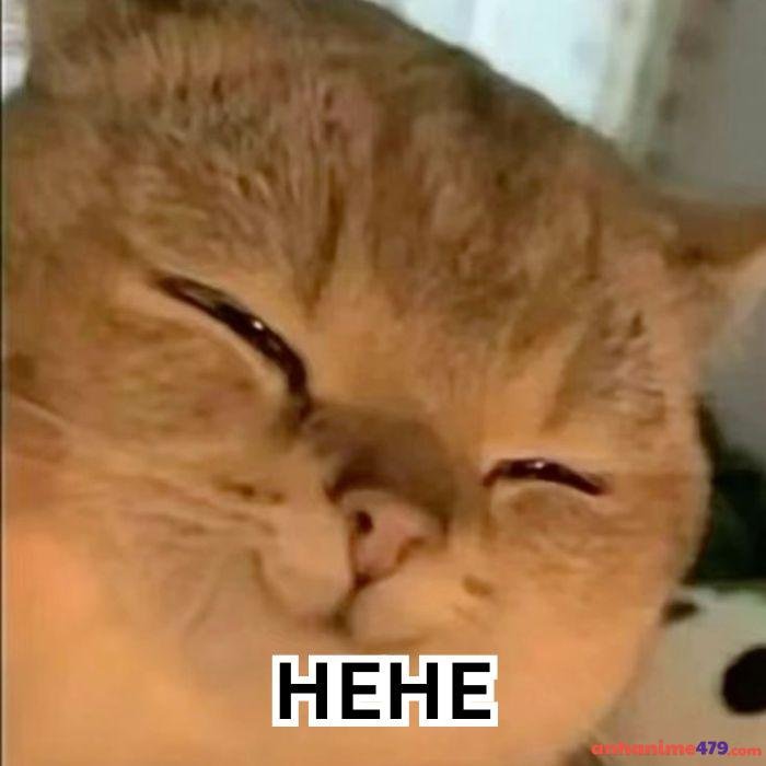 ảnh hài hehe meme mèo