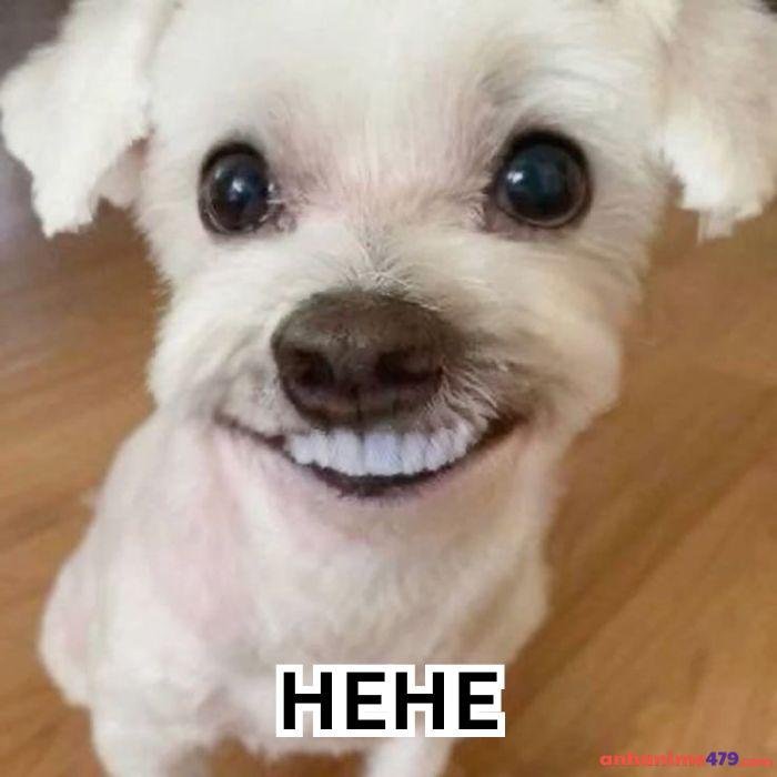 ảnh hài hehe meme