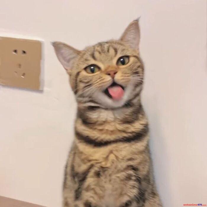 ảnh hài meme lêu lêu mèo