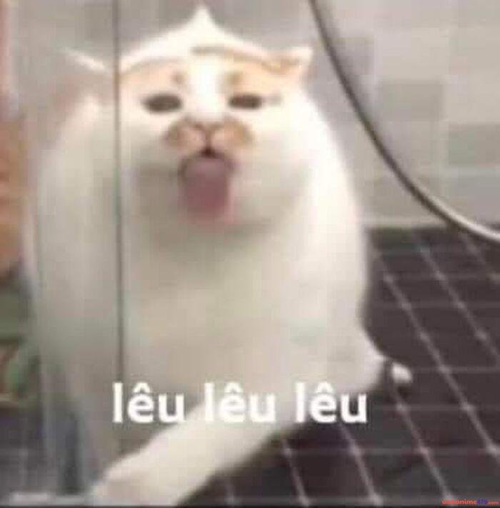 ảnh hài meme lêu lêu