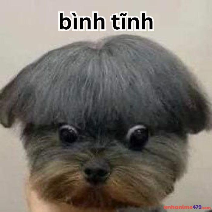 ảnh meme bình tĩnh chế hài hước
