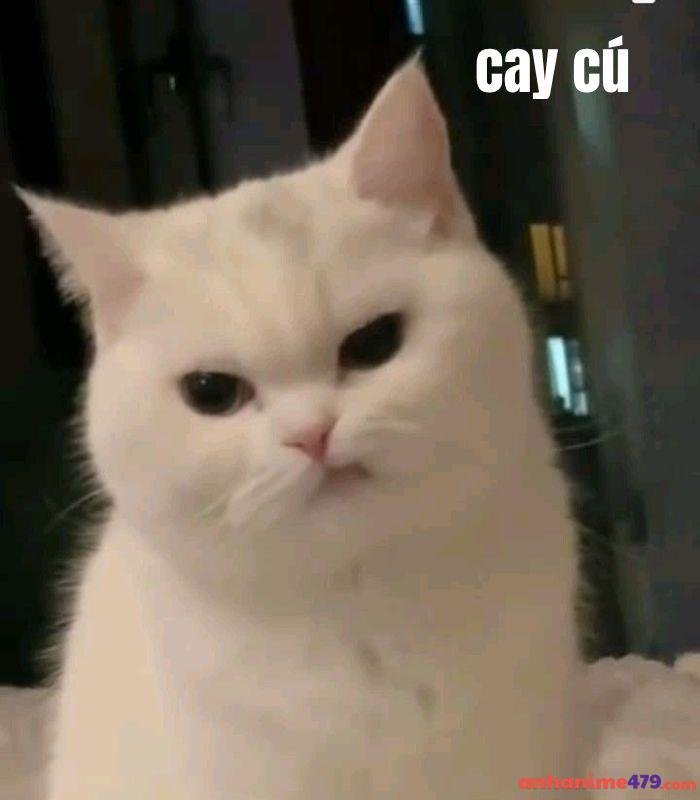 ảnh meme cay cú hài bựa