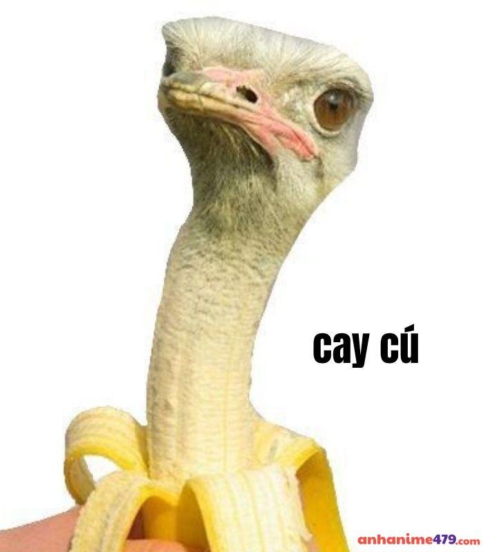 ảnh meme cay cú hài