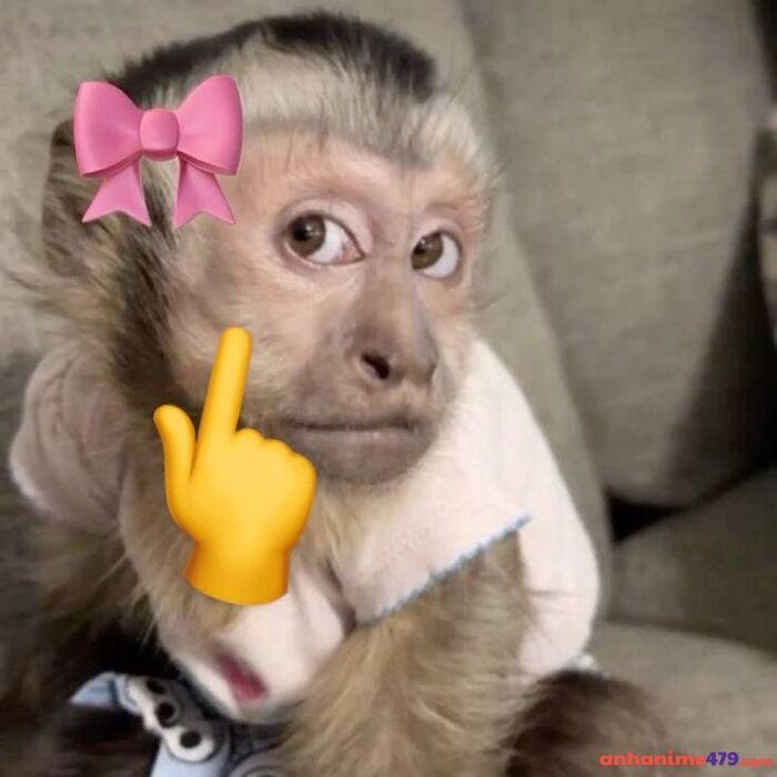 ảnh meme hoang mang