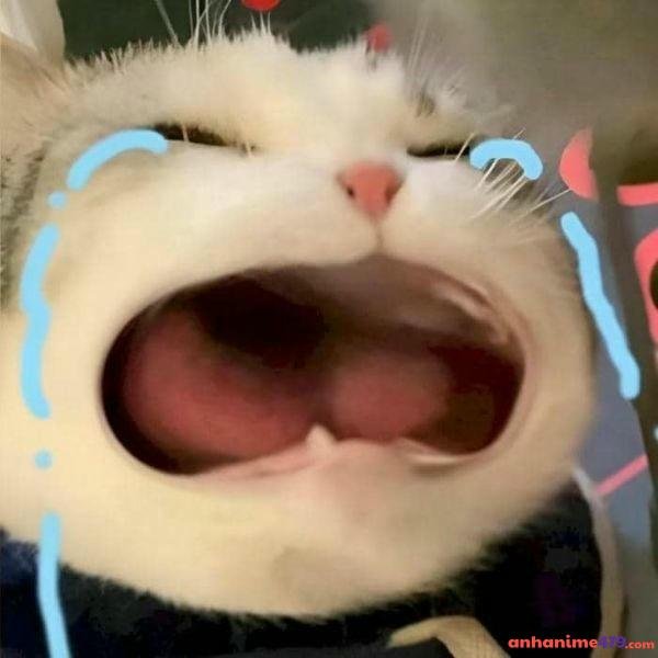 ảnh meme khóc siêu bựa