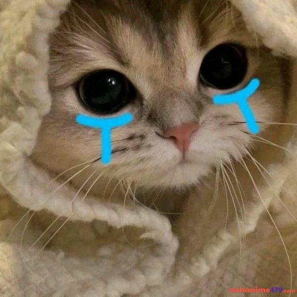 ảnh meme khóc troll team