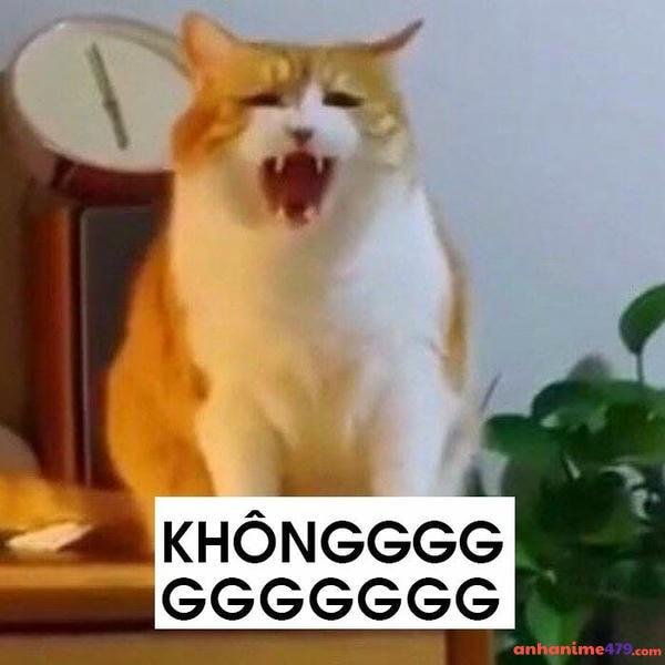 ảnh meme không dễ thương