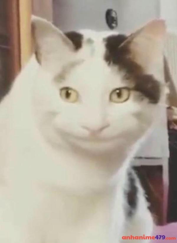 ảnh meme không hiểu vui nhộn