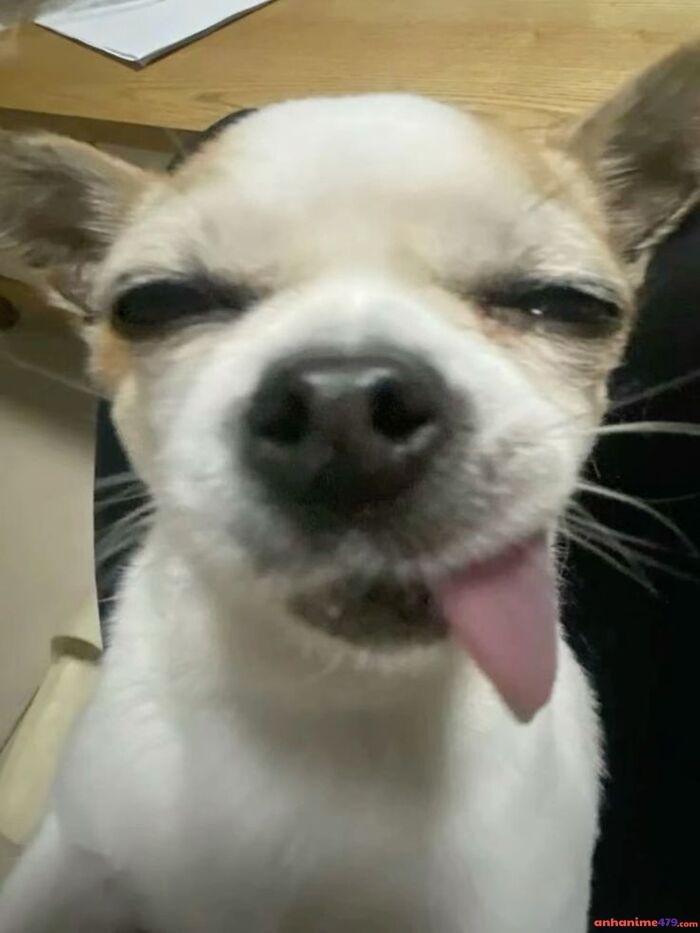 ảnh meme lêu lêu hài