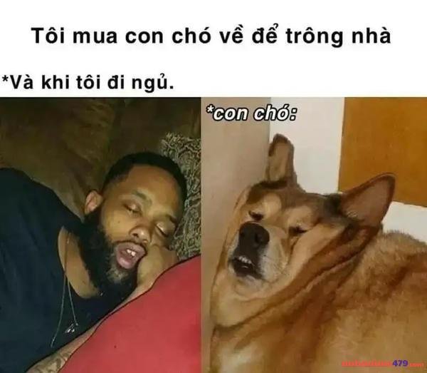ảnh meme mất ngủ lầy lội