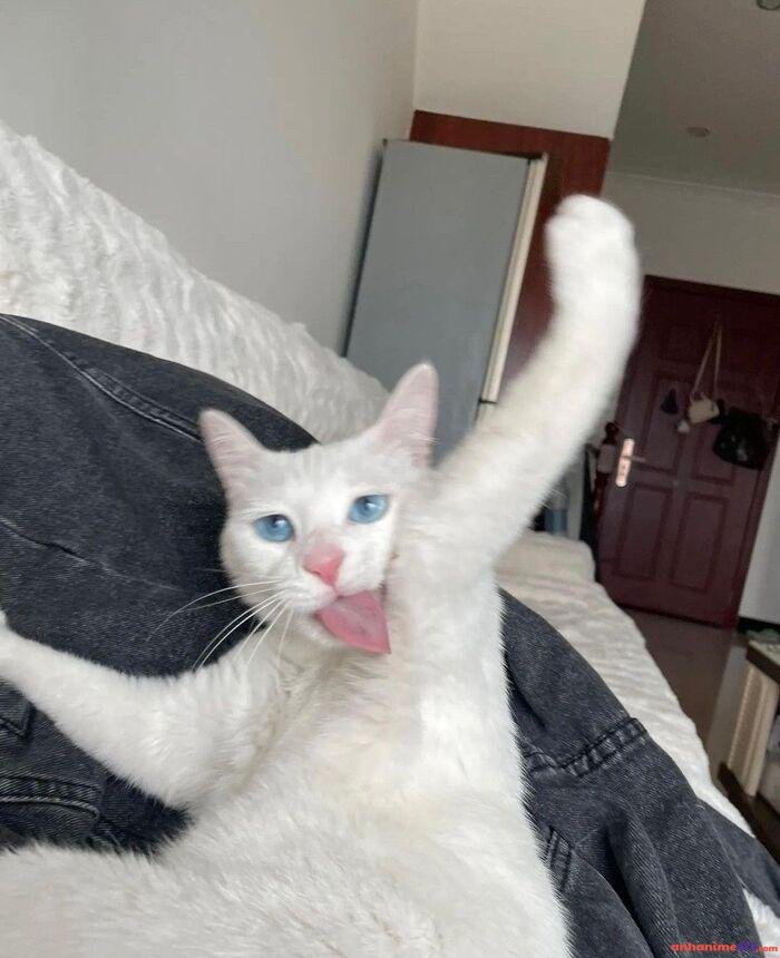 ảnh meme mlem