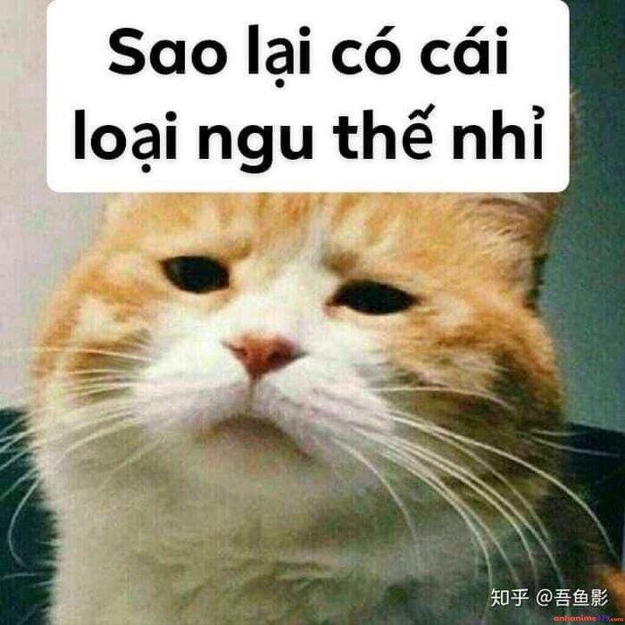 ảnh meme ngu mèo