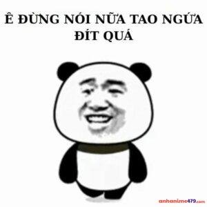 ảnh meme vô tri gấu trúc