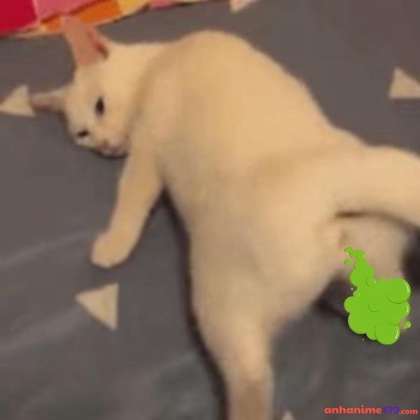 ảnh meme vô tri mèo đánh rắm