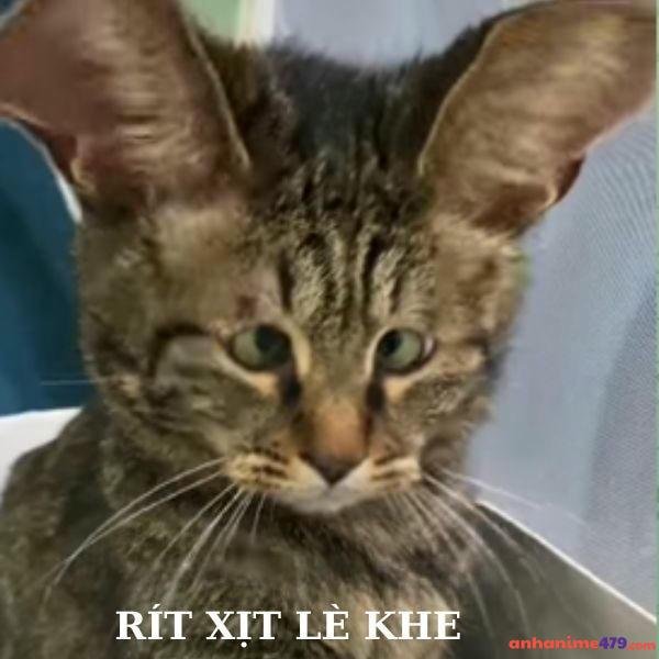 ảnh meme vô tri troll