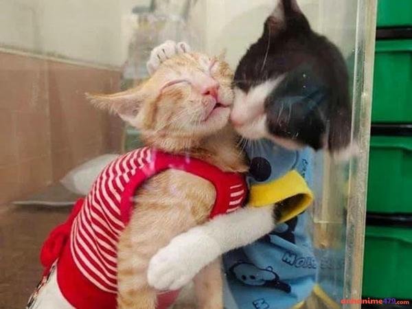 ảnh meme xoa đầu dễ thương