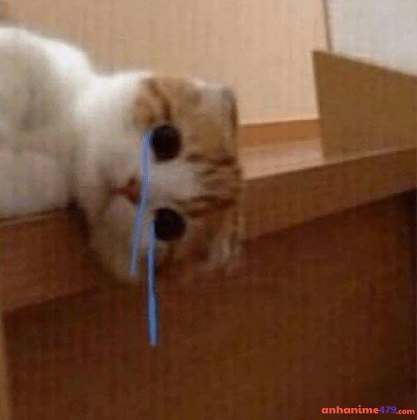 bó tay meme bất lưucj