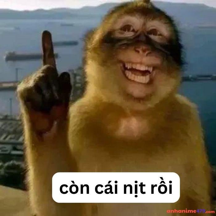 có cái nịt meme hài bựa khỉ