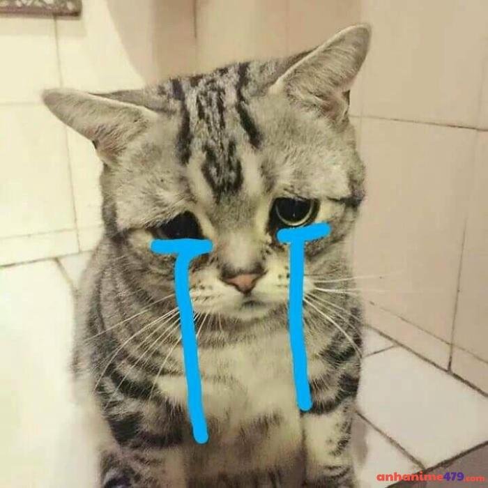 con mèo dep buồn meme