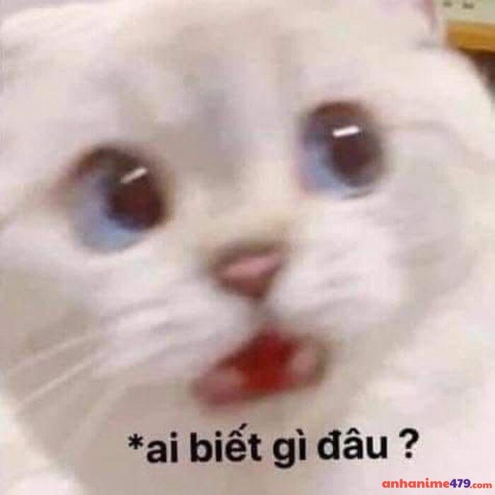 cực hài ai biết gì đâu meme
