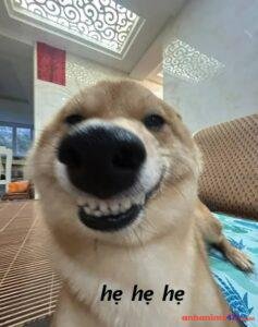 hẹ hẹ hẹ meme chế ảnh