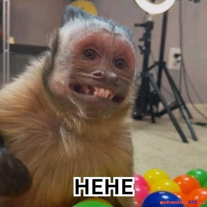 hehe meme ảnh chế hài
