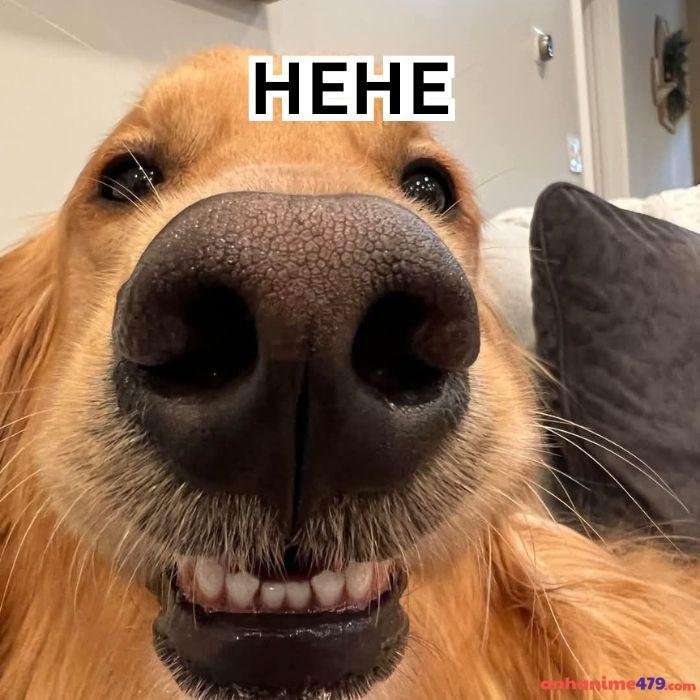 hehe meme ảnh