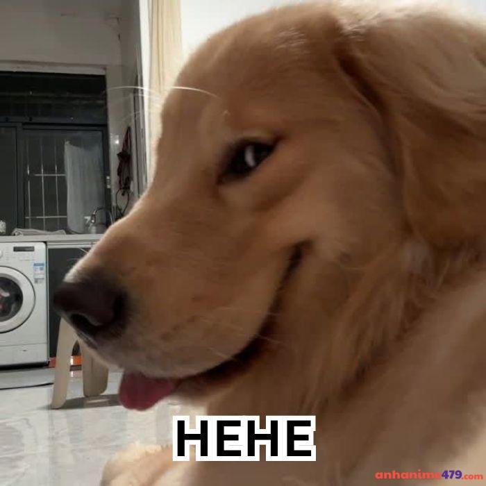 hehe meme hình ảnh chế