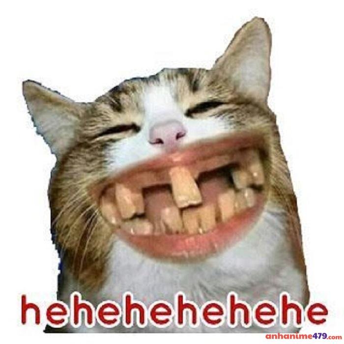 hehe meme hình ảnh