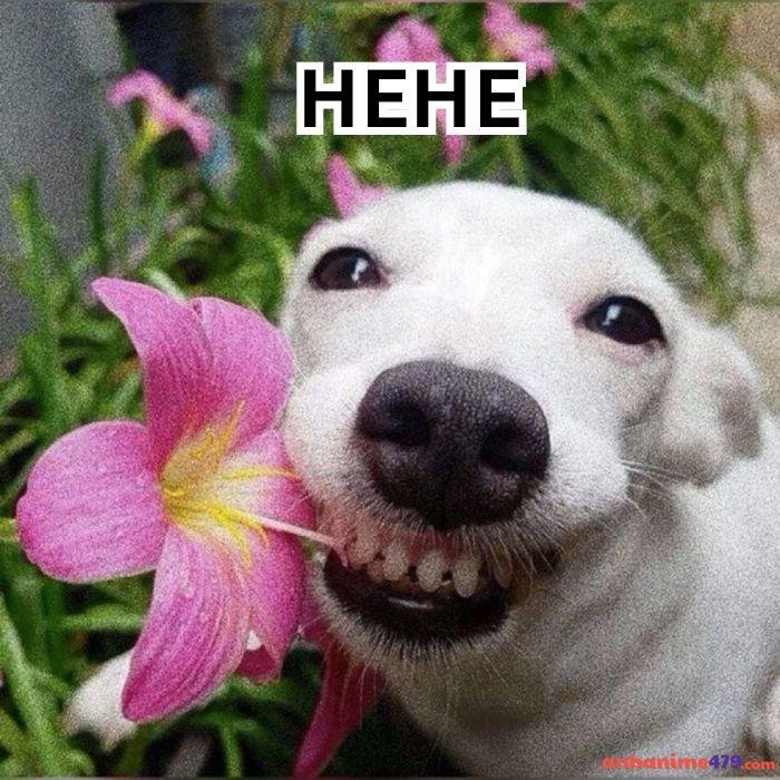 hehe meme hình