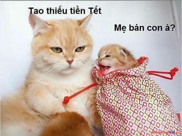 hết tiền meme bịp