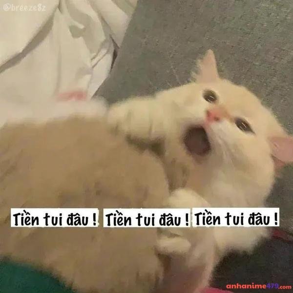 hết tiền meme mèo