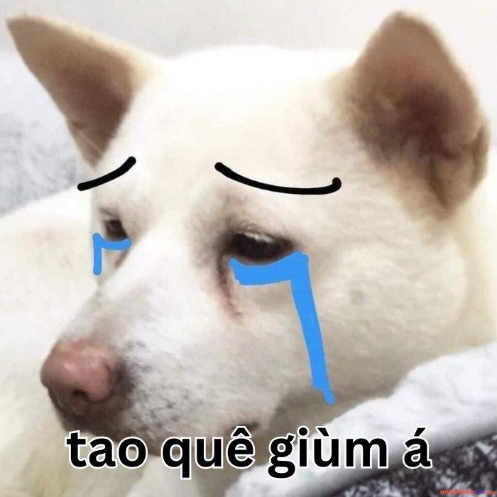hình ảnh hài meme quê chó