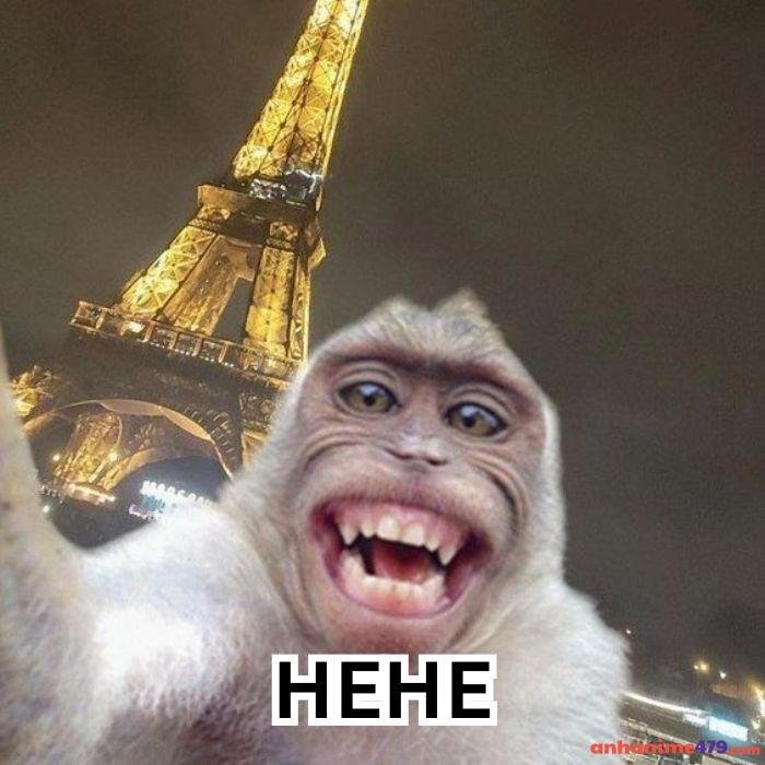 hình ảnh hehe meme khỉ