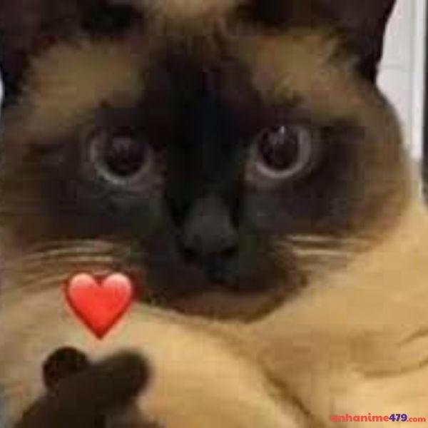 hình ảnh meme bắn tim troll team