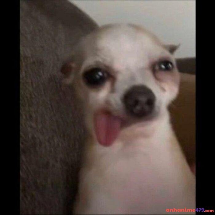 hình ảnh meme hoang mang cún chế