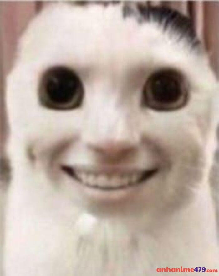 hình ảnh meme hoang mang mèo chế