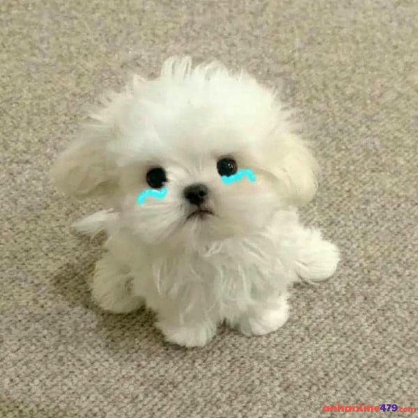 hình ảnh meme khóc troll team