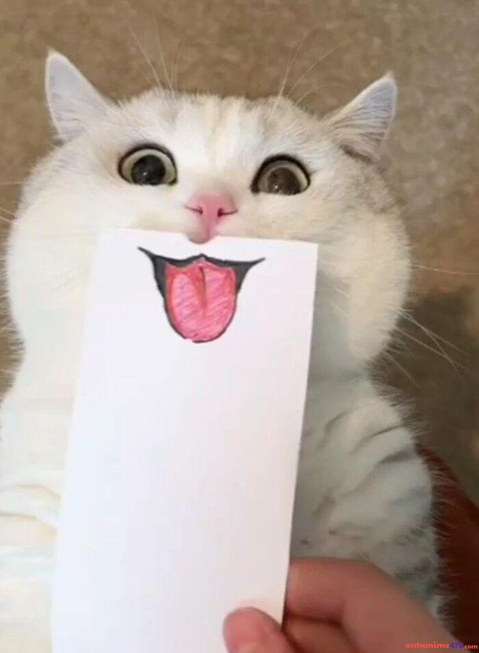 hình ảnh meme lêu lêu bựa nhất