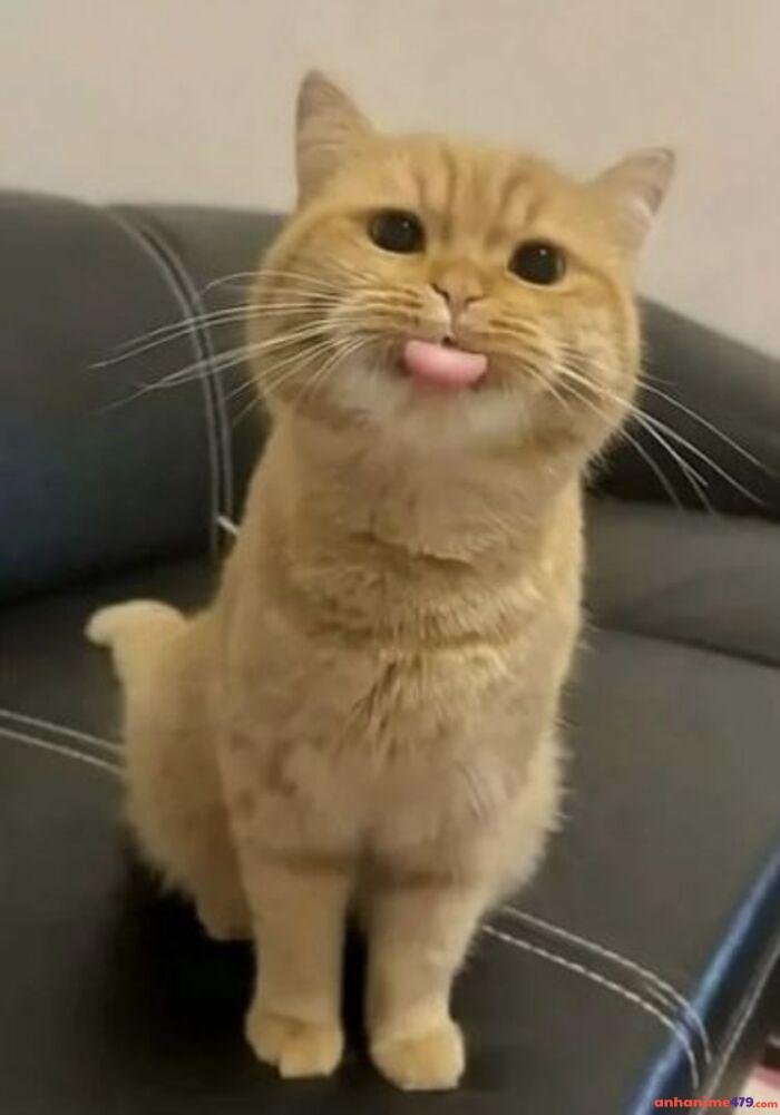 hình ảnh meme lêu lêu bựa