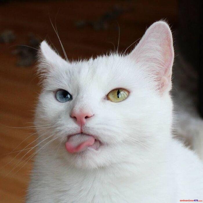 hình ảnh meme lêu lêu cực bựa