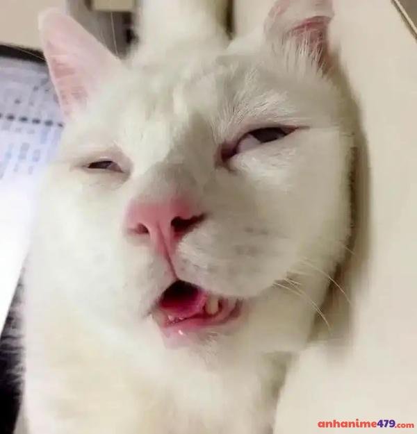 hình ảnh meme mất ngủ meme hot