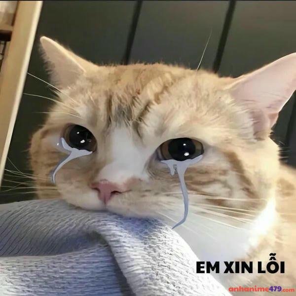 hình ảnh meme mèo khóc