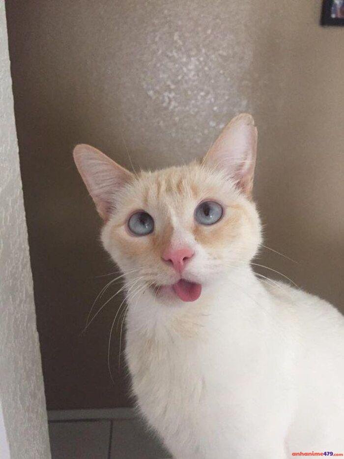 hình ảnh meme mlem hài